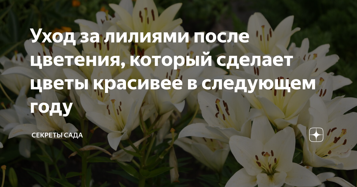 Всё о лилиях: сорта, посадка, уход и выращивание в домашних условиях :: инфониак