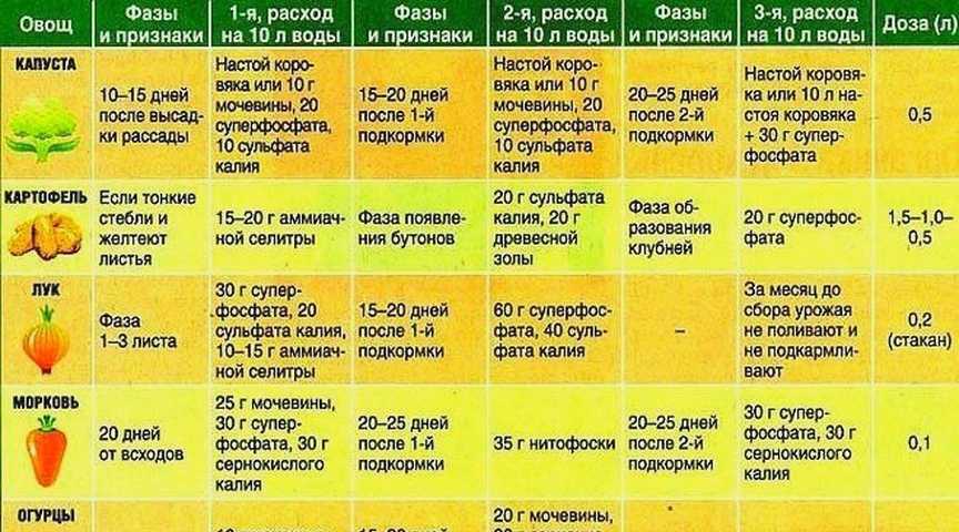 Как часто следует поливать помидоры в теплице: учимся правильно ухаживать за любимой культурой