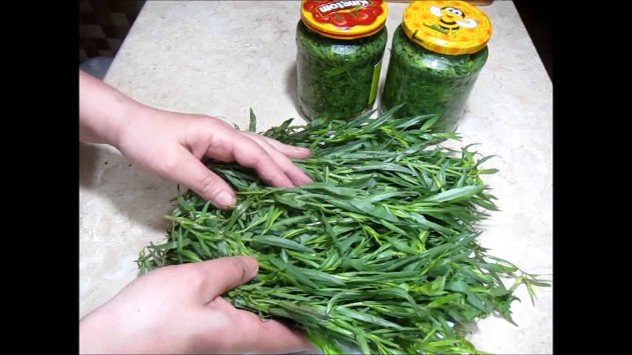Эстрагон (тархун) — полезные свойства и вред, применение, выращивание и семена