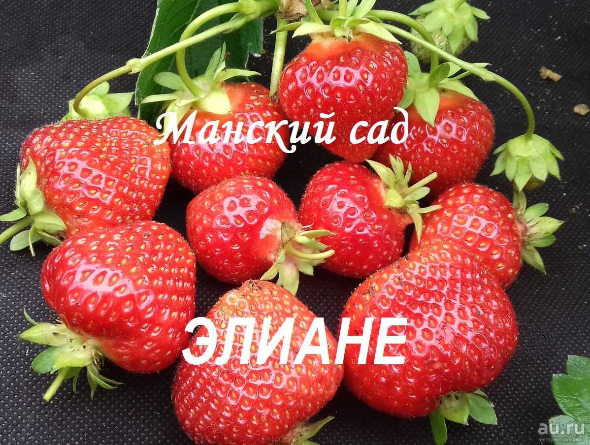 Земляника эльвира: описание сорта, рекомендации по уходу, фото, отзывы