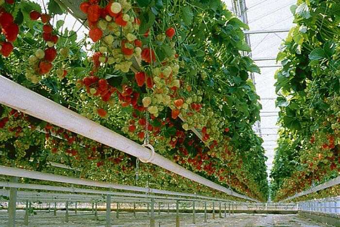 Способы выращивания в теплице клубники круглый год: правильное расположение и уход