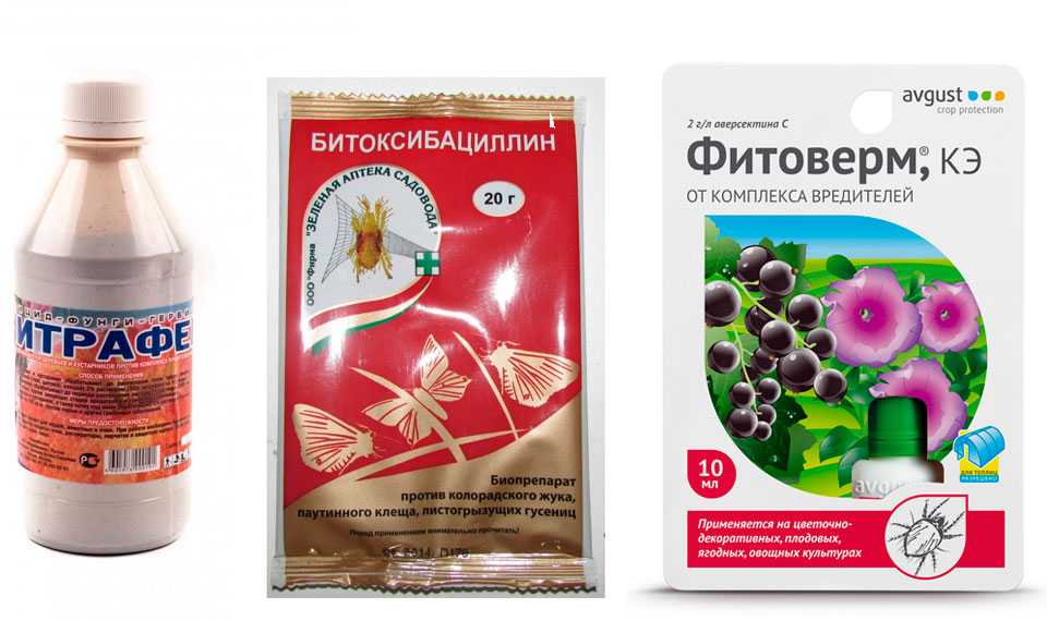Паутинный клещ на огурцах в теплице | огородникам инфо
