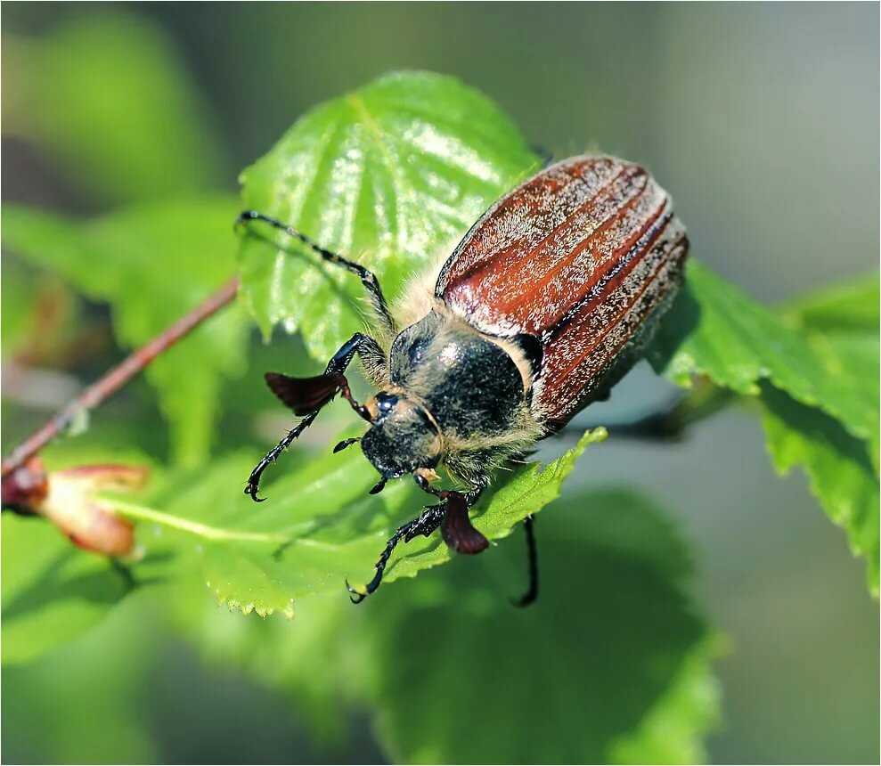 Разновидности майских жуков с фото и названиями