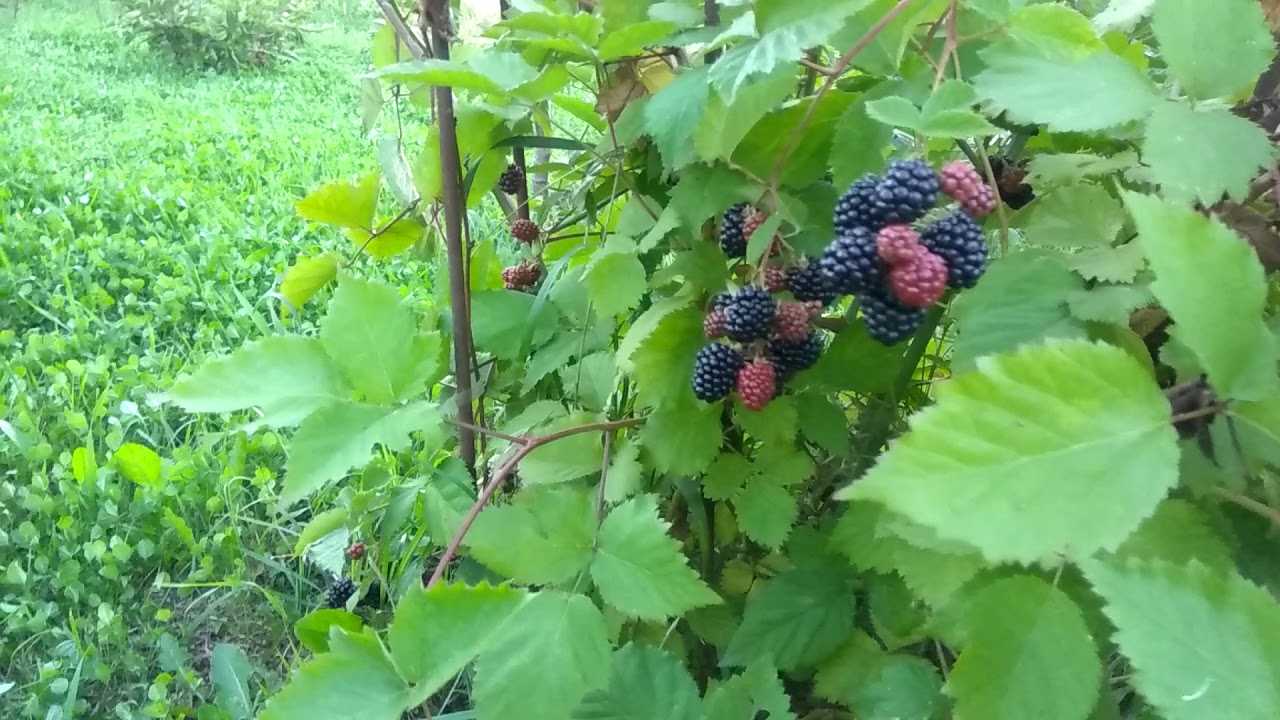 Ежевика чачанска бестрна описание сорта фото