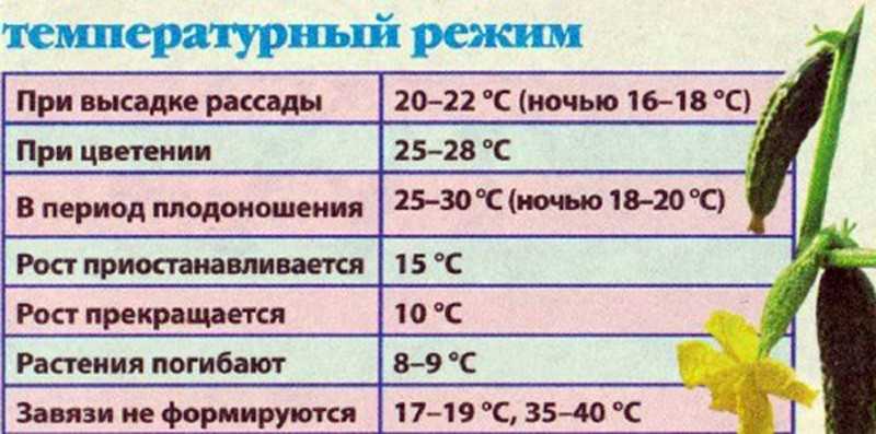Агротехника выращивания рассады томатов в 2022 году и сроки |