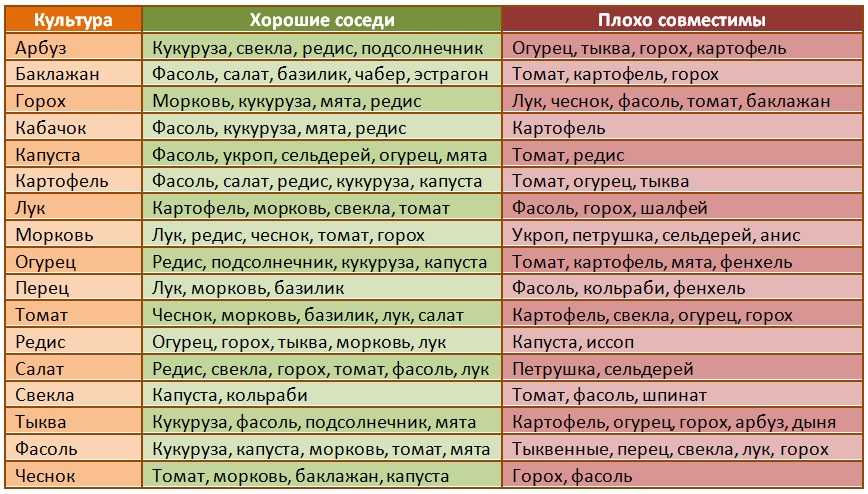 После каких культур можно сажать помидоры ?: открытый грунт, после чего нельзя, предшественники томатов, севооборот | qlumba.com