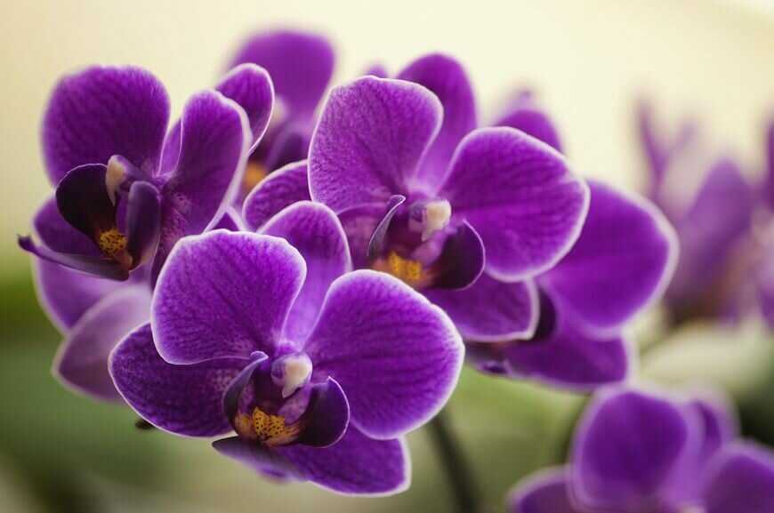 Многообразие тропического цветка — сорта фиолетовой орхидеи