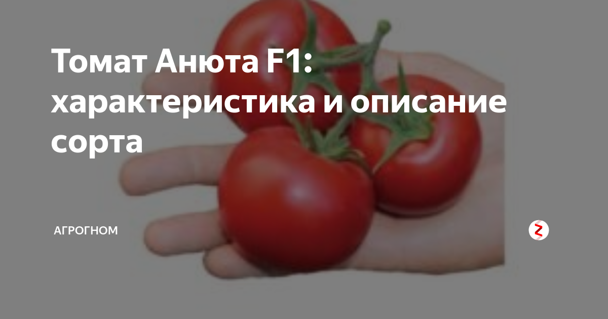 Помидоры анюта. Томаты Анюта ф1. Томат Анюта f1 партнер. Томат f1 Анюта Семко. Анюта томат f1 характеристика.