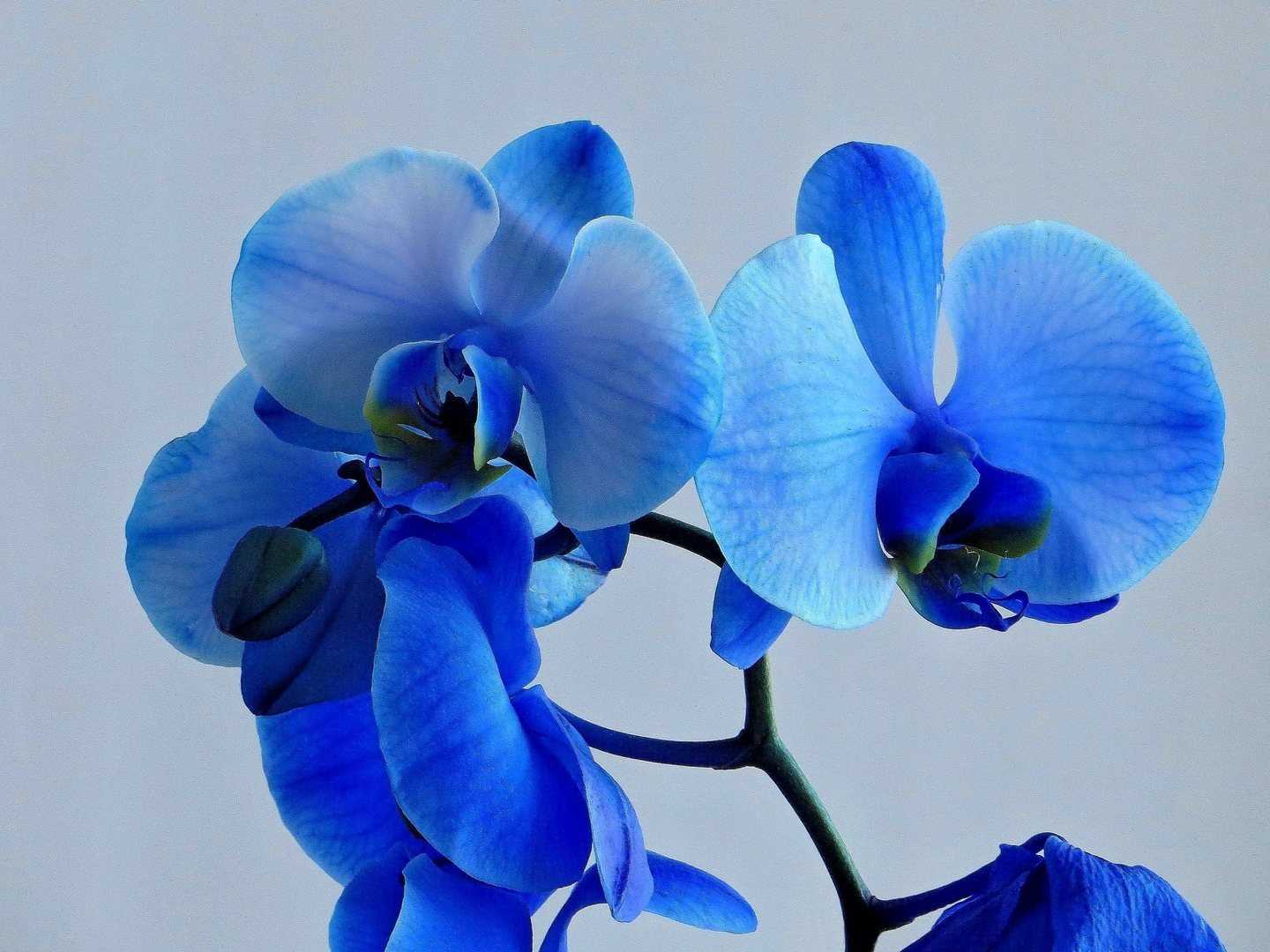 Орхидея Голубая С Розовыми Прожилками