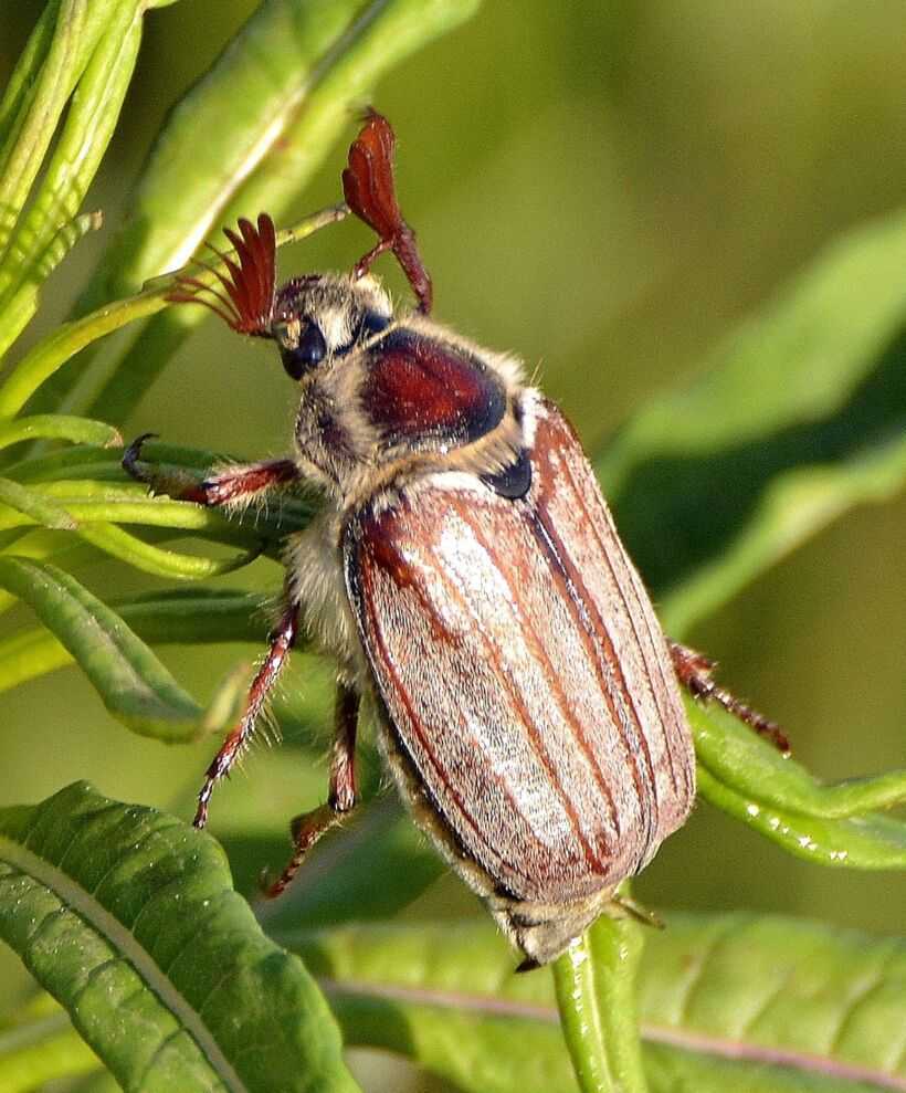 Майский жук википедия фото
