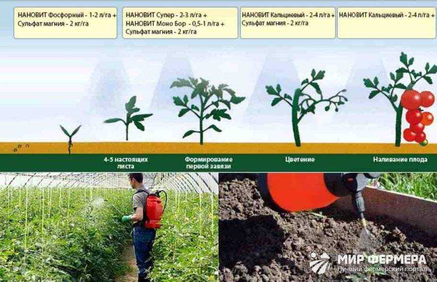 Подкормка помидоров: когда и чем подкармливать, схема