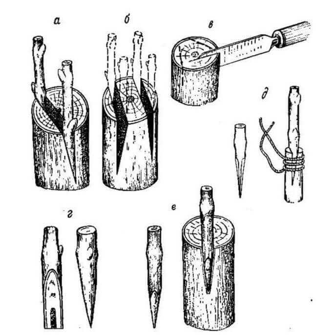 Прививка яблони в расщеп весной поэтапно с рисунком