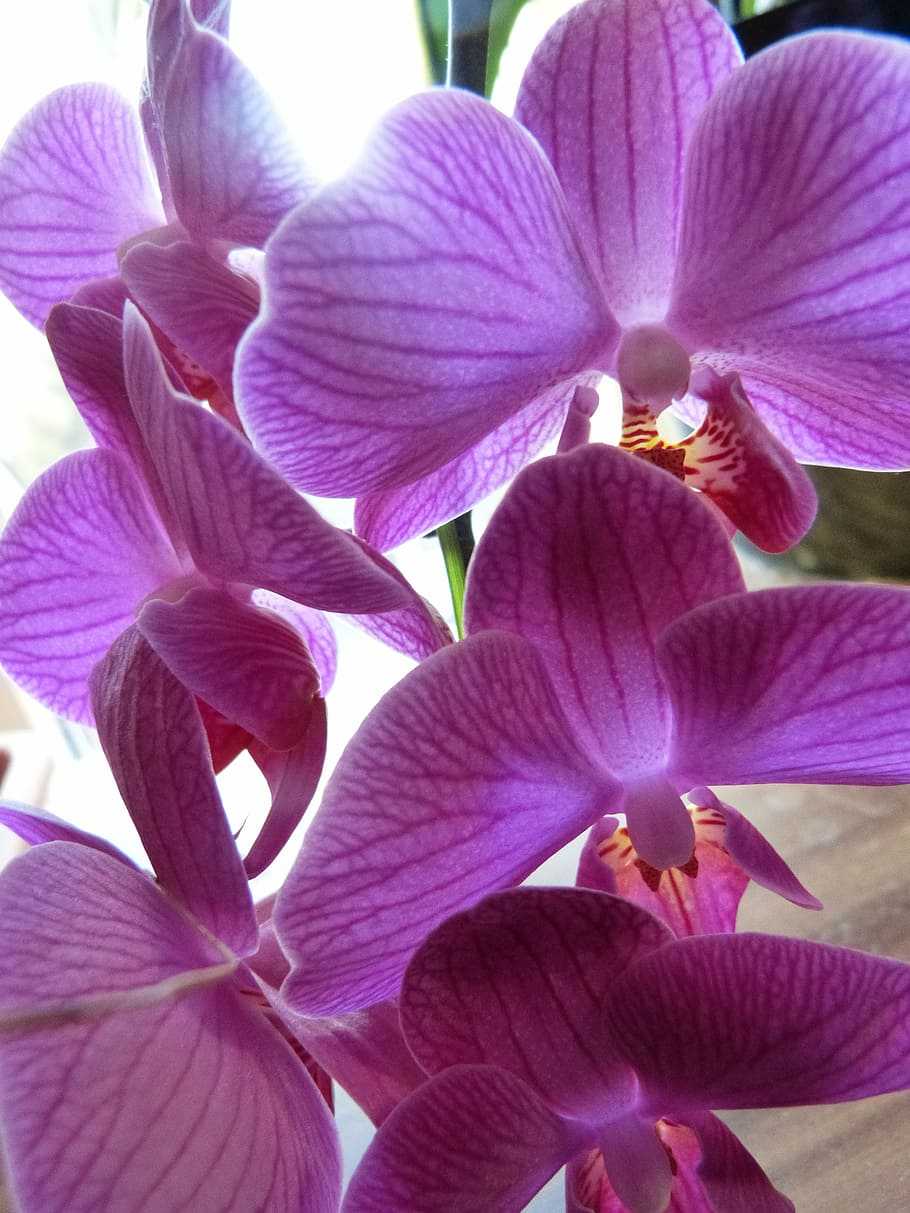 Сиреневая орхидея фото и названия