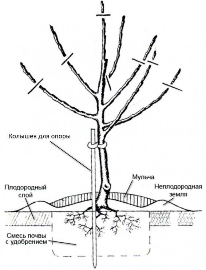 Обрезка черешни