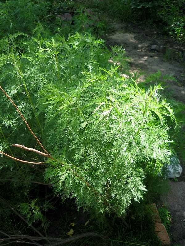 Бальзамин садовый посадка и уход фото, сорта, когда сеять семена
