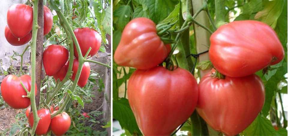 Самые сладкие сорта томатов: какие самые вкусные, мясистые и крупные, как выбрать сорт для теплицы и открытого грунта, лучшие виды с желтыми и красными плодами