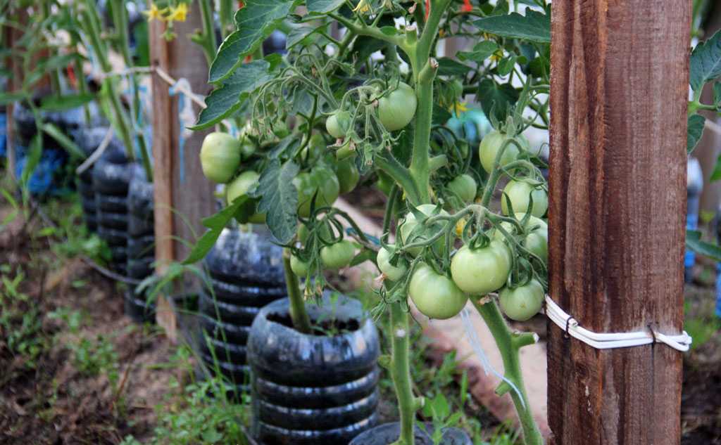 Выращивание помидоров отзывы. Помидоры Полбиг f1. Подвязывание помидоров. Подвязка высокорослых помидоров. Томат Третьяковский.