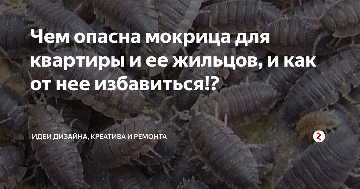 Чем опасны мокрицы для человека, растений, домашних питомцев и квартиры: угрожают ли эти насекомые здоровью, надо бояться их укуса или нет, зачем с ними бороться?дача эксперт