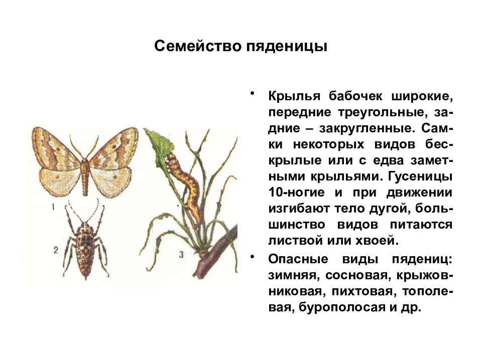 Вредители леса: список с фото, способы борьбы
