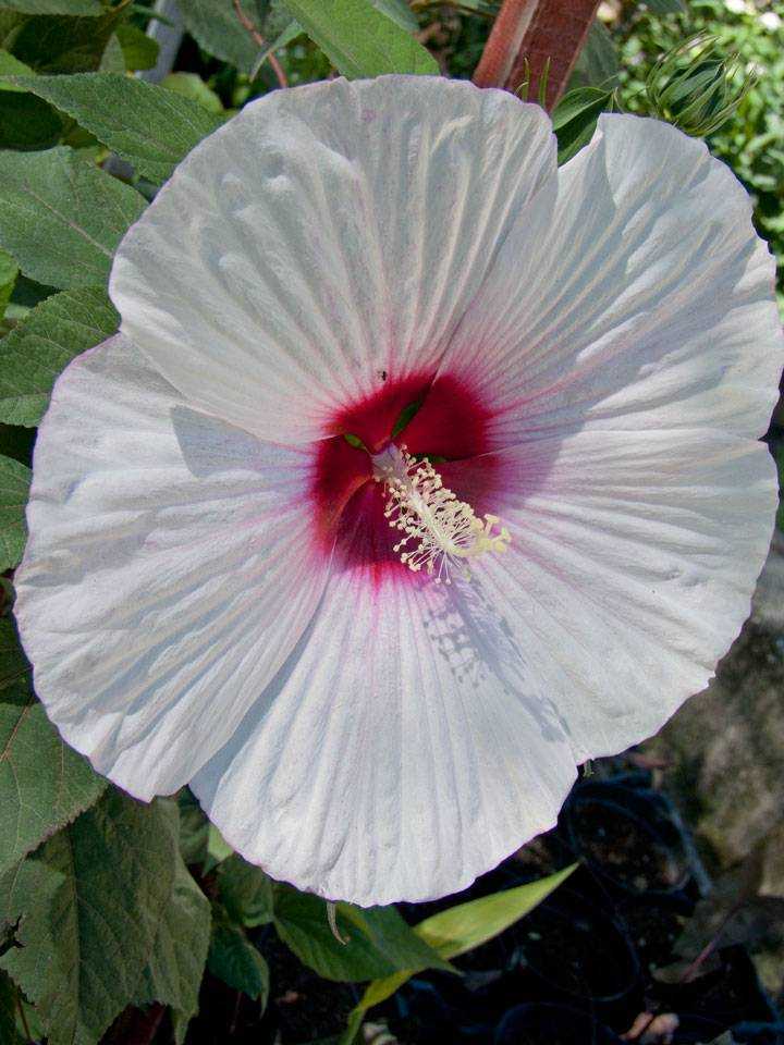 Ухаживание за гибискусом сирийским (hibiscus syriacus)