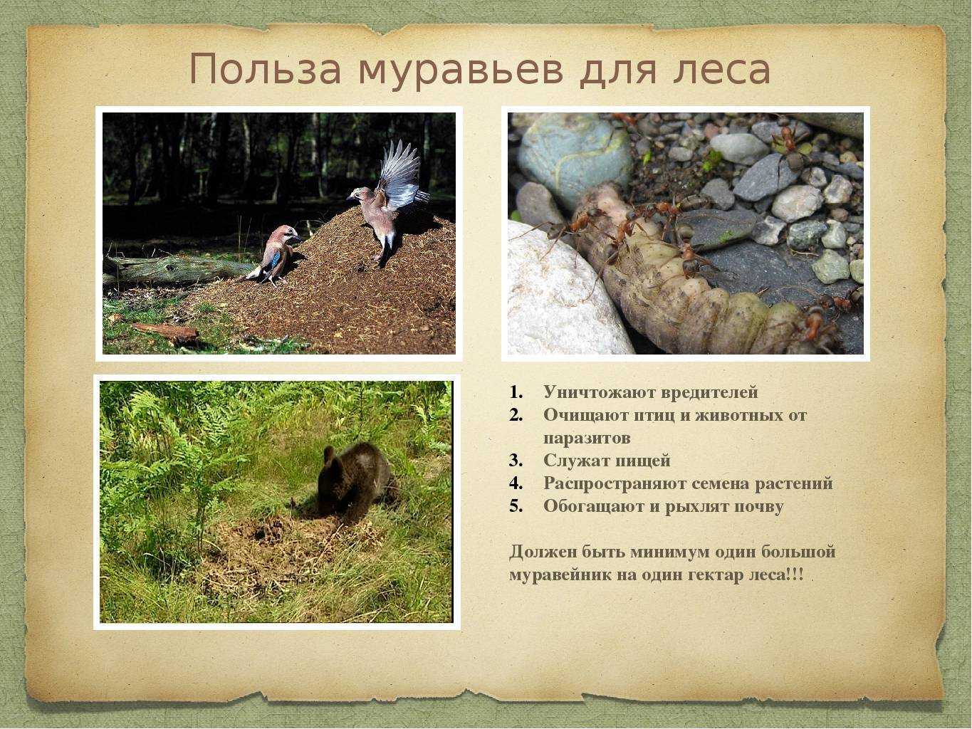 Муравей насекомое. описание, особенности, виды, образ жизни и среда обитания муравья | живность.ру