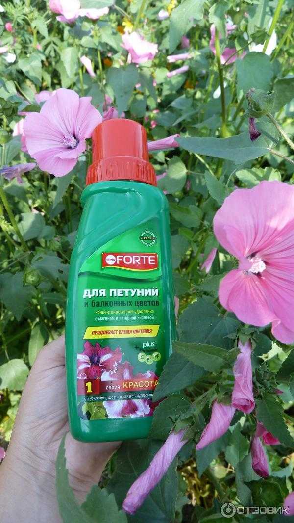 Чем поливать герани чтобы обильно цвели?