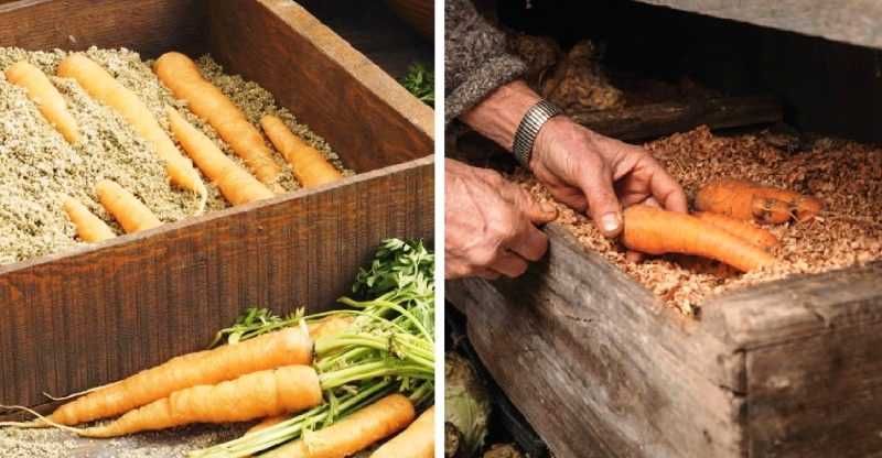 Можно ли мыть морковь перед хранением на зиму?