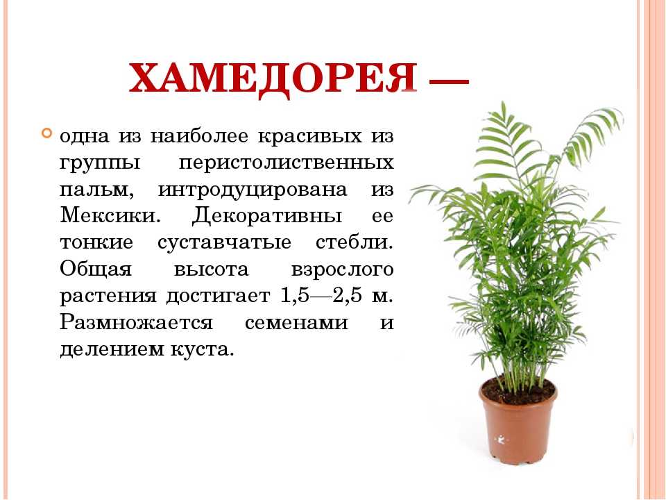 Хамедорея - уход в домашних условиях, размножение, пересадка, болезни, фото и видео