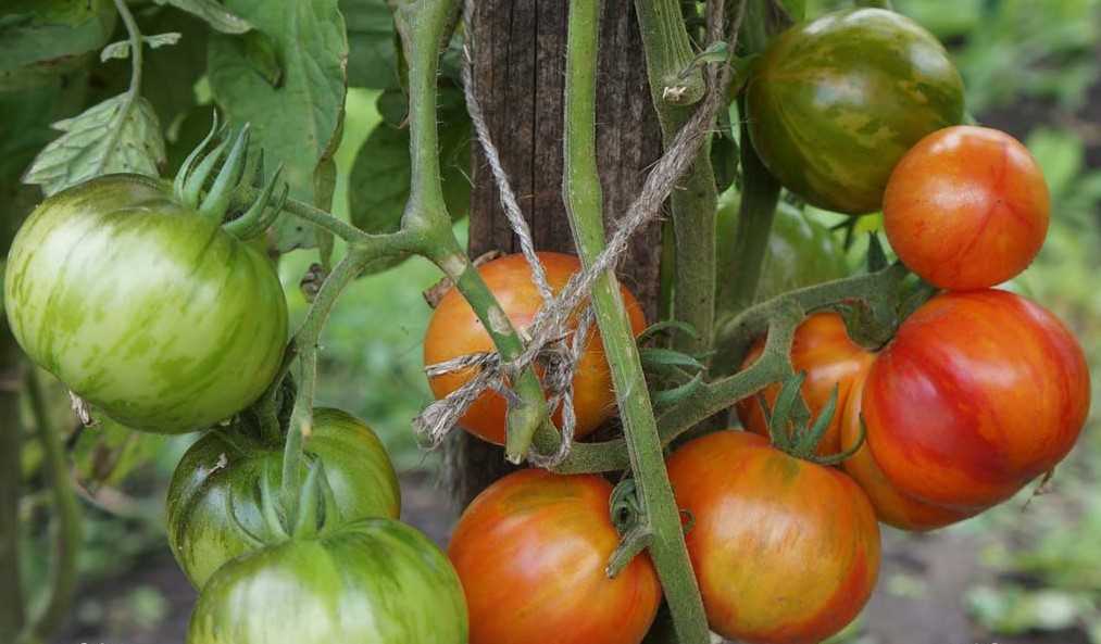 семена томат дина
