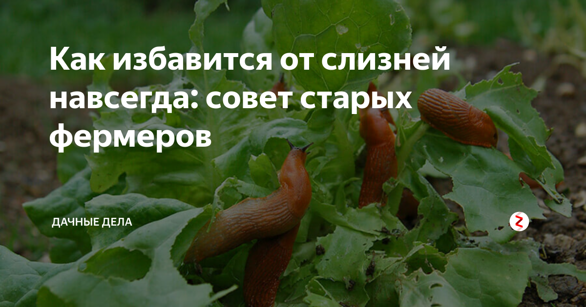 Как избавиться от слизней в подвале: химические и народные средства
