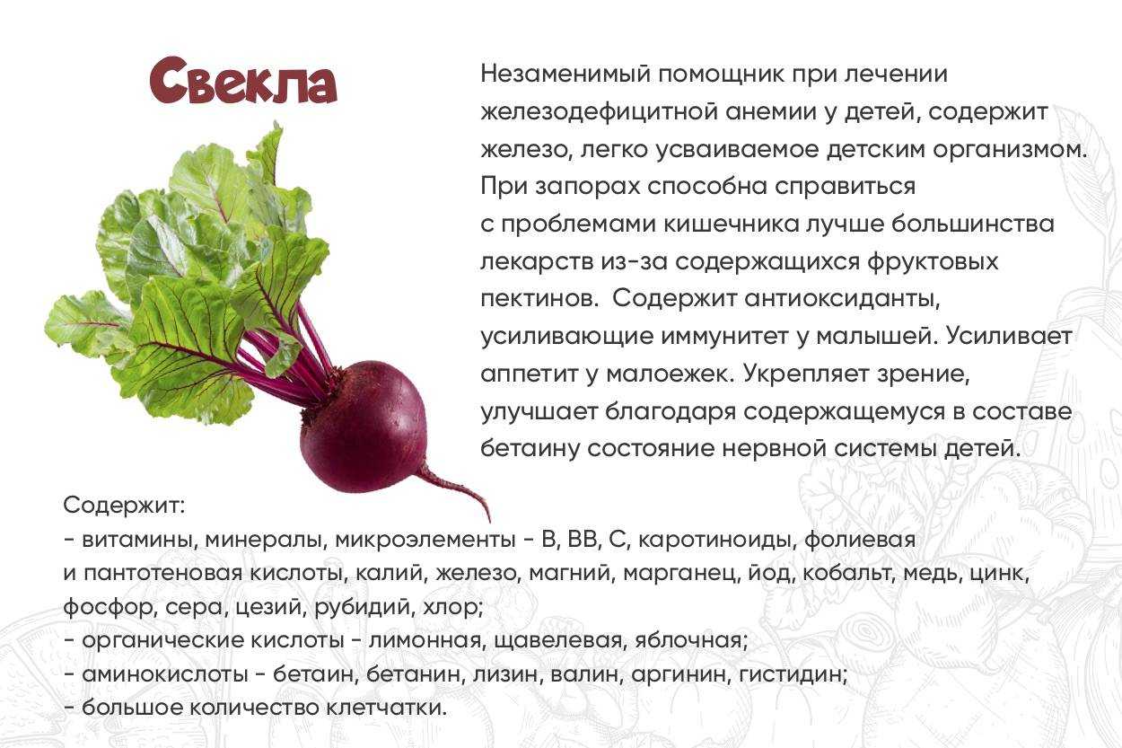 Что такое свекла? описание, история возникновения, свойства, выращивание и интересные факты