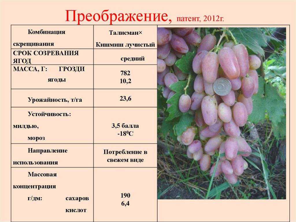 Описание сортов винограда. Морозостойкие сорта винограда. Таблица морозостойких сортов винограда. Краткое описание сорта винограда. Сорта винограда характеристики и описание.