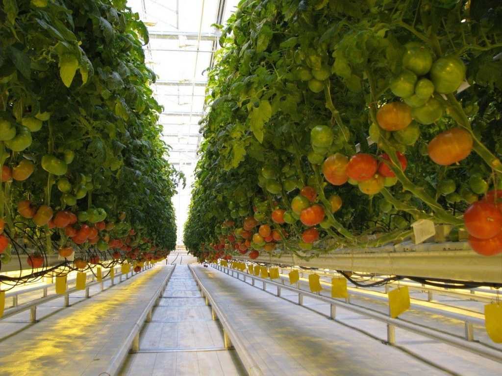 Как выращивают помидоры в теплице в промышленных масштабах
