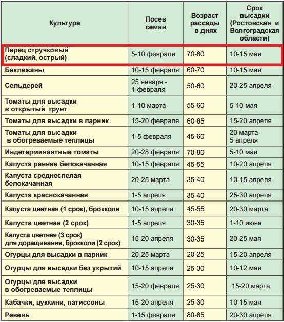 Как вырастить рассаду томатов в домашних условиях. об этом не знают огородники