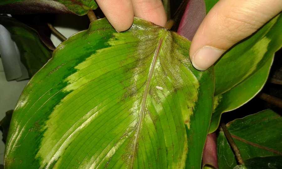 Калатея болезни листьев фото как лечить в домашних условиях