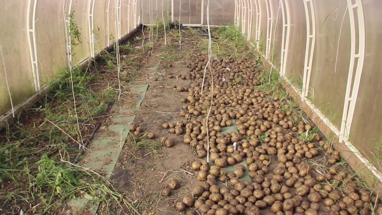 Посадка моркови весной в открытый грунт семенами. лучшие сорта и способы посадки