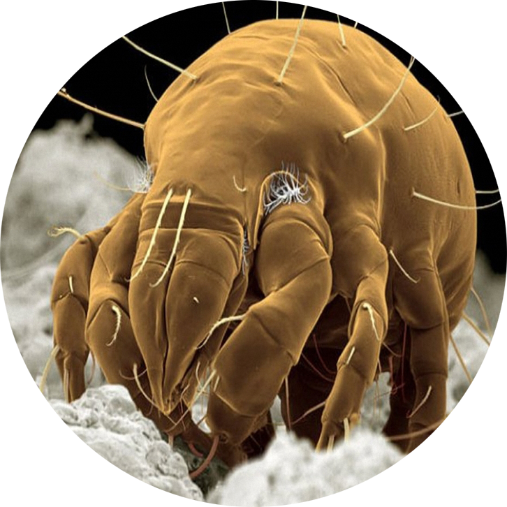 Бактерии клещей. Сапрофиты бельевые клещи. Сапрофиты пылевые клещи. Клещ сапрофит под микроскопом.
