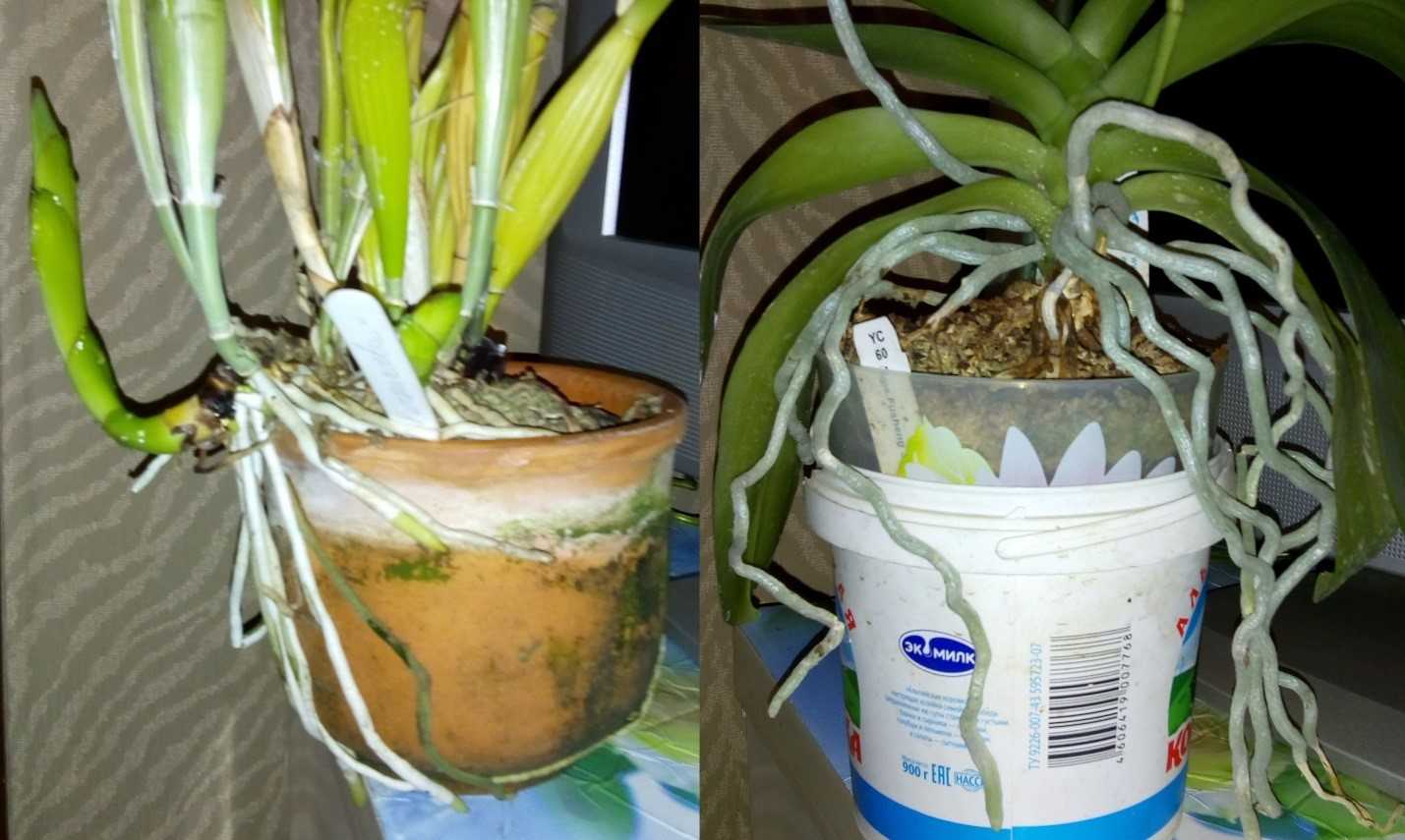 Орхидея вылезла из горшка что делать