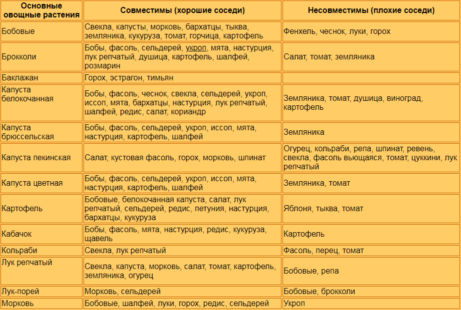 Совместимость овощей на грядках: советы