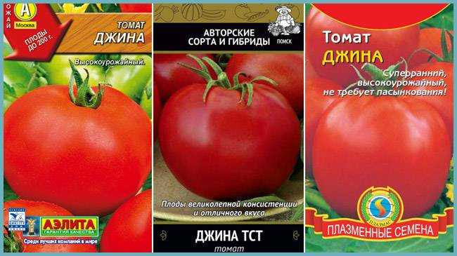 Помидор джина - описание сорта с фото, характеристика, урожайность отзывы