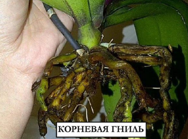 Как реанимировать орхидею, если сгнили даже корни