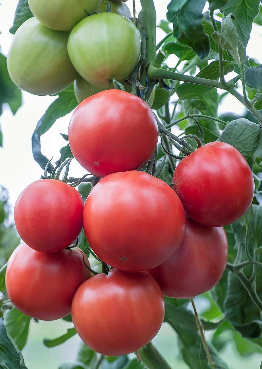 томат картофельный малиновый описание сорта фото