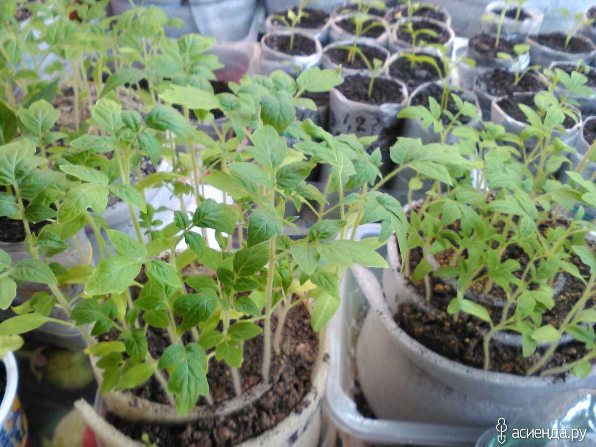 Семена томатов в улитке