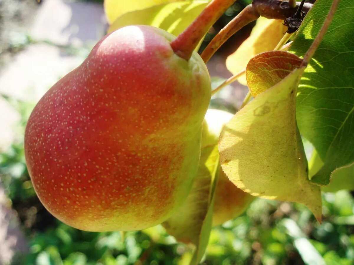 Груша лесная красавица — описание и фото сорта, посадка и уход, как хранить, видео