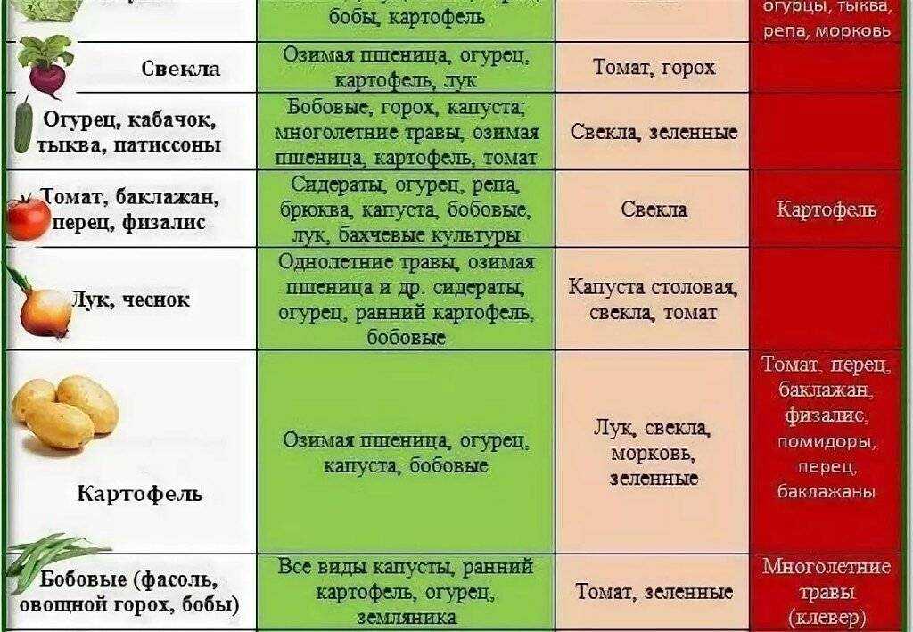 Что после чего сажать. Что можно посадить после. Что можно посадить после лука. После чего сажать морковь.