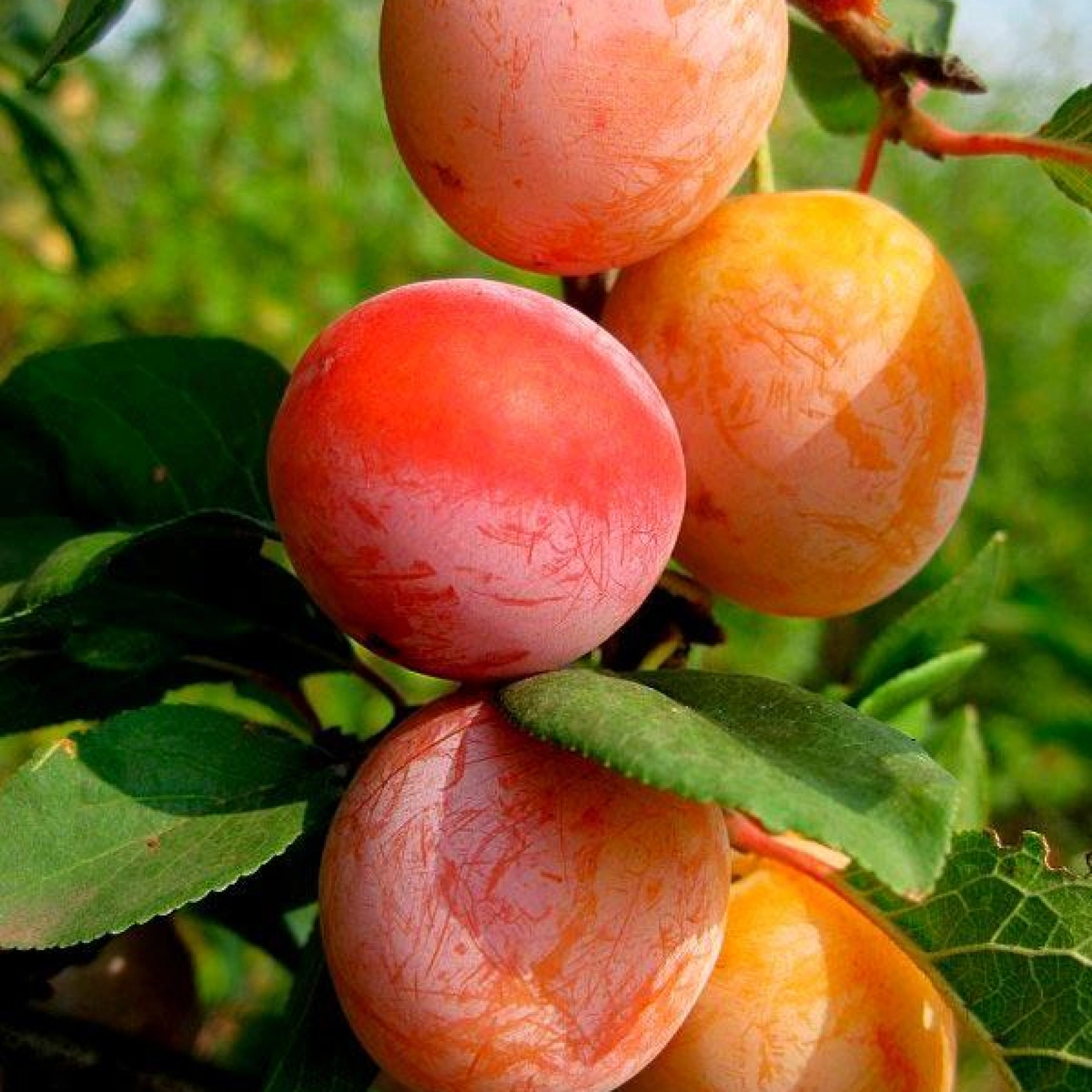 Сорт персика крымчаки