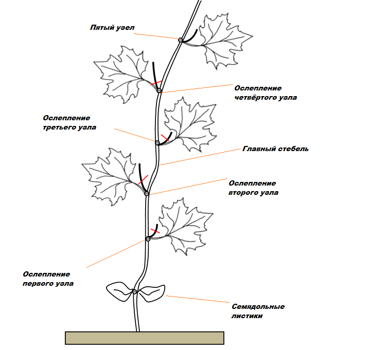 Схема прищипывания винограда
