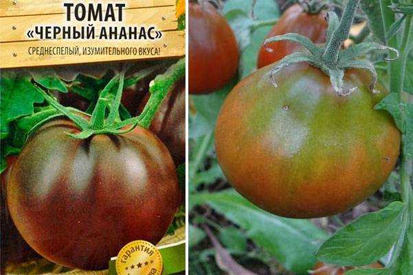 Томат «черный барон»: описание сорта, характеристика, особенности выращивания в теплице, отзывы