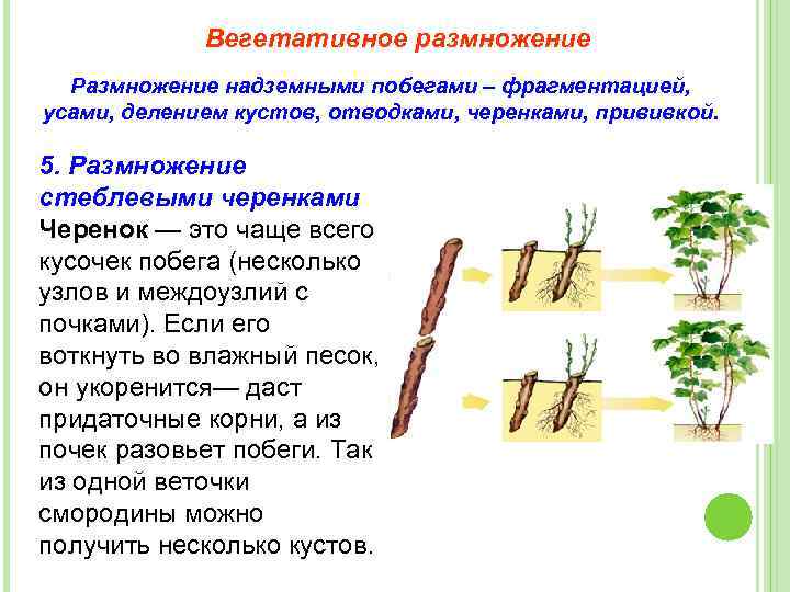 Какие способы размножения надземными побегами. Способы вегетативного размножения растений стеблевыми черенками. Вегетативное размножение корневыми черенками. Размножение комнатных растений стеблевыми черенками. Стеблевые черенки размножение.
