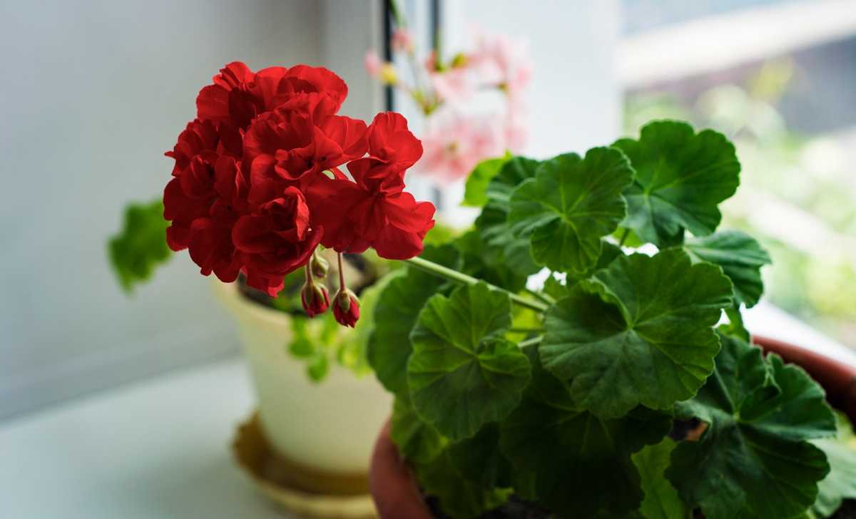 Цветок пеларгония фото уход в домашних